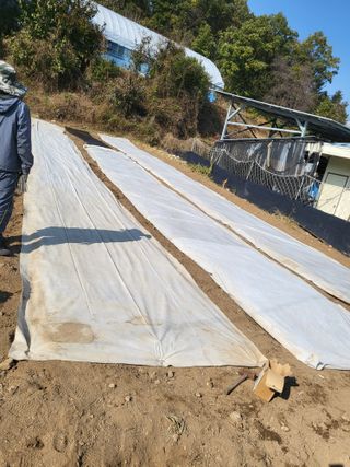 이상욱님의 마늘 · 영농일지 작성글 사진