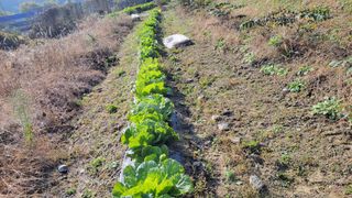김홍중님의 기타작물 · 영농일지 작성글 사진