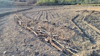 김홍중님의 기타작물 · 영농일지 작성글 사진