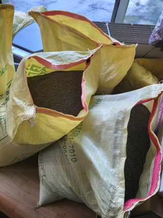 이상욱님의 들깨 · 영농일지 작성글 사진