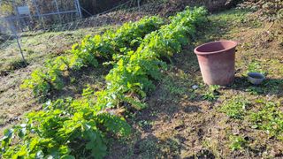 김홍중님의 기타작물 · 영농일지 작성글 사진