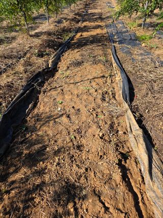 현모양처(양현모)님의 양파 · 영농일지 작성글 사진