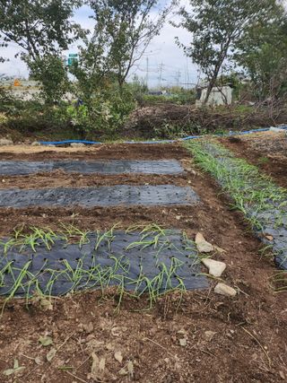 두릅나무님의 마늘 · 영농일지 작성글 사진