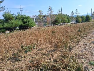 삼신령님의 콩 · 영농일지 작성글 사진