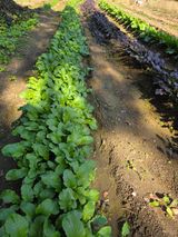 팜모닝 기타작물·영농일지 게시글 이미지