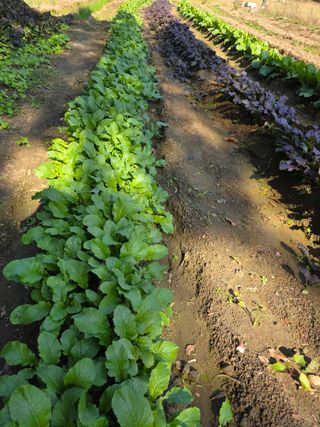 행운아님의 기타작물 · 영농일지 작성글 사진