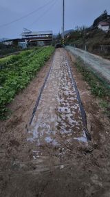 팜모닝 마늘·영농일지 게시글 이미지