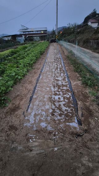 전환엽님의 마늘 · 영농일지 작성글 사진