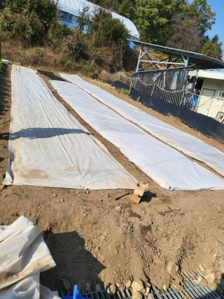 이상욱님의 마늘 · 영농일지 작성글 사진