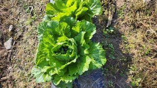 김홍중님의 기타작물 · 영농일지 작성글 사진