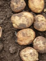 팜모닝 기타작물·영농일지 게시글 이미지