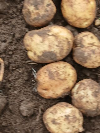 박동근님의 기타작물 · 영농일지 작성글 사진