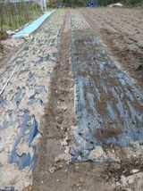 팜모닝 기타작물·영농일지 게시글 이미지