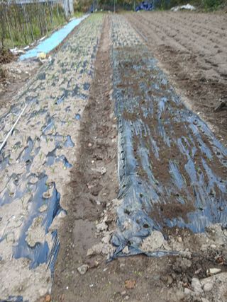 이종득님의 기타작물 · 영농일지 작성글 사진