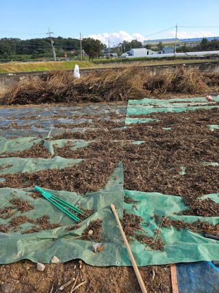 박순자님의 기타작물 · 영농일지 작성글 사진