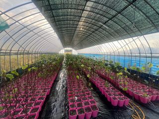 임진구님의 감 · 영농일지 작성글 사진