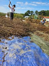 팜모닝 기타작물·영농일지 게시글 이미지