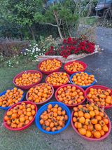 팜모닝 기타작물·영농일지 게시글 이미지