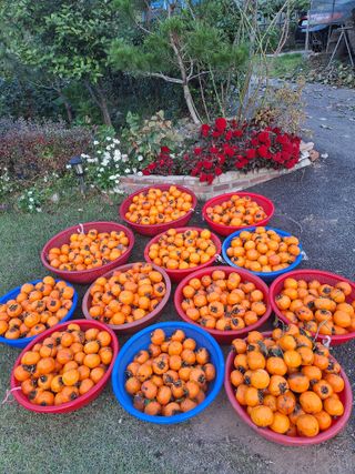 정도영님의 기타작물 · 영농일지 작성글 사진