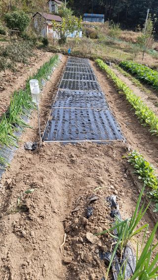 두원리 산막골농부님의 마늘 · 영농일지 작성글 사진