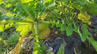 김홍중님의 기타작물 · 영농일지 작성글 사진