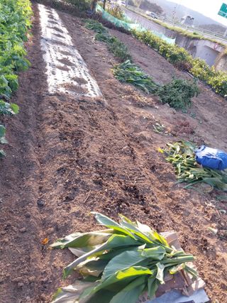 상추20832님의 기타작물 · 영농일지 작성글 사진