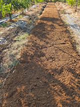 팜모닝 양파·영농일지 게시글 이미지