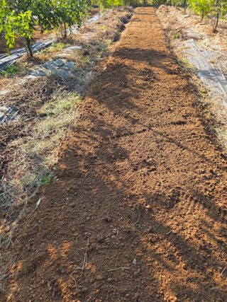 현모양처(양현모)님의 양파 · 영농일지 작성글 사진