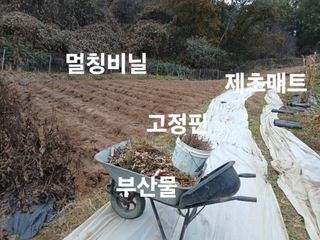 안승호님의 고추 · 영농일지 작성글 사진