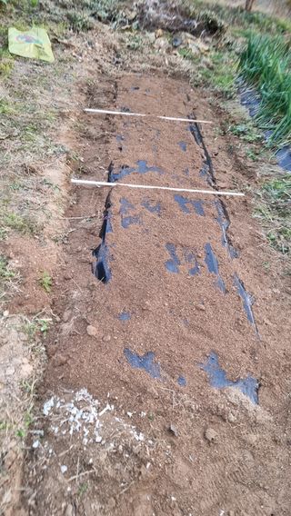 두원리 산막골농부님의 마늘 · 영농일지 작성글 사진