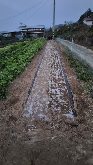 전환엽님의 마늘 · 영농일지 작성글 사진