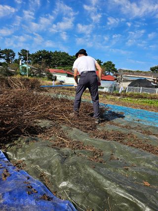박순자님의 기타작물 · 영농일지 작성글 사진