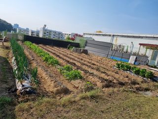 박병철님의 들깨 · 영농일지 작성글 사진