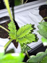 팜모닝 딸기·영농일지 게시글 이미지