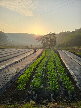 藝園님의 마늘 · 영농일지 작성글 사진