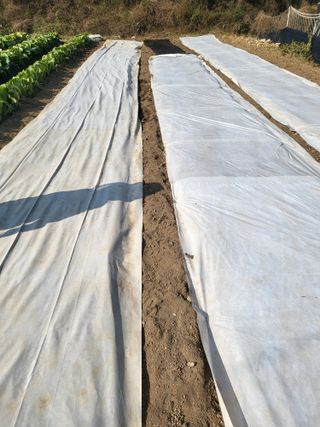 이상욱님의 마늘 · 영농일지 작성글 사진