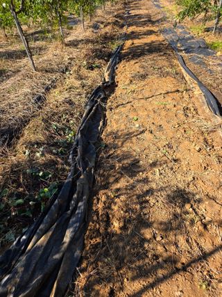 현모양처(양현모)님의 양파 · 영농일지 작성글 사진