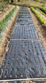 팜모닝 마늘·영농일지 게시글 이미지