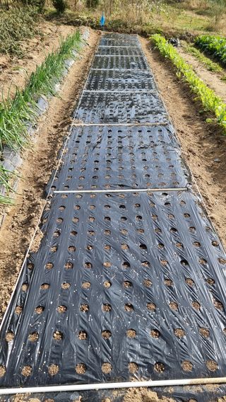 두원리 산막골농부님의 마늘 · 영농일지 작성글 사진