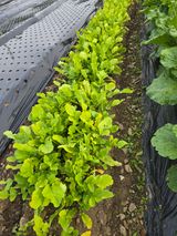 팜모닝 기타작물·영농일지 게시글 이미지