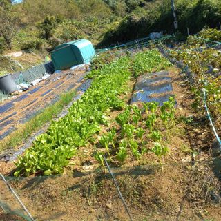 김건우님의 기타작물 · 영농일지 작성글 사진