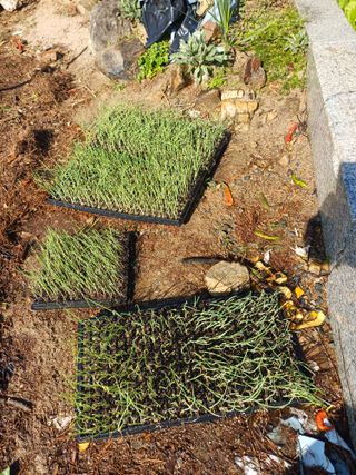 신 난다님의 양파 · 영농일지 작성글 사진