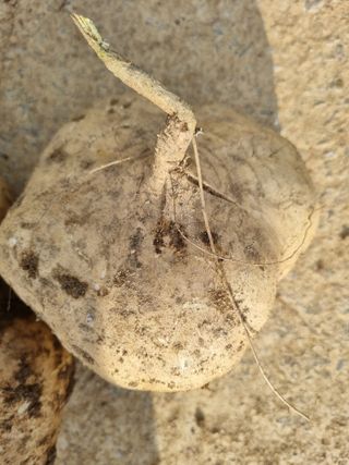 논산푸른팜님의 버섯 · 영농일지 작성글 사진