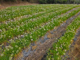 약초원 김종군님의 기타작물 · 영농일지 작성글 사진