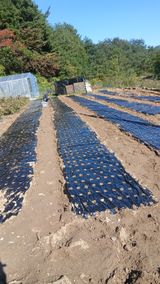 팜모닝 기타작물·영농일지 게시글 이미지