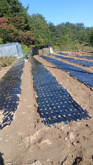 김복실님의 기타작물 · 영농일지 작성글 사진