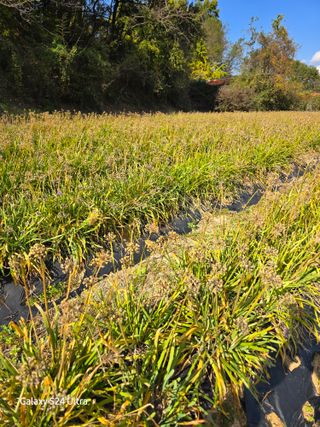 약초원 김종군님의 기타작물 · 영농일지 작성글 사진
