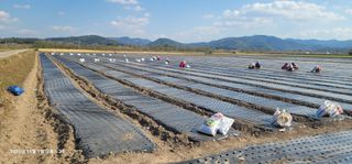 김경민님의 마늘 · 영농일지 작성글 사진