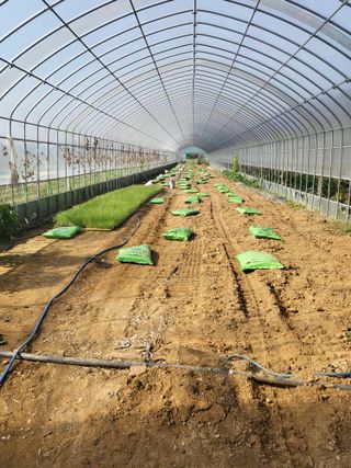 딸기16137님의 기타작물 · 영농일지 작성글 사진