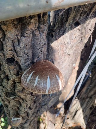 헤라여신^^♡님의 버섯 · 영농일지 작성글 사진